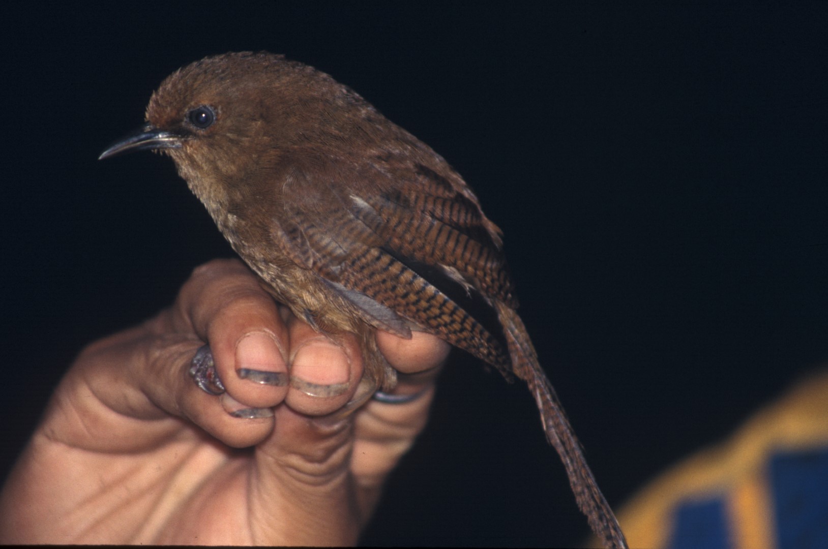 Olivaceous Thornbill