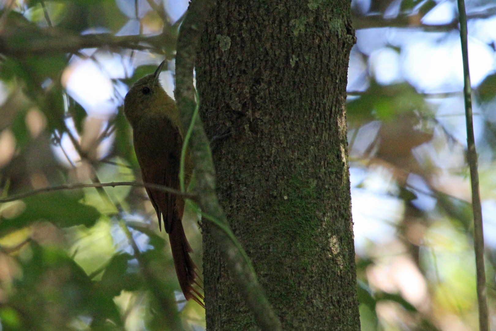 Olivaceous Woodcreeper