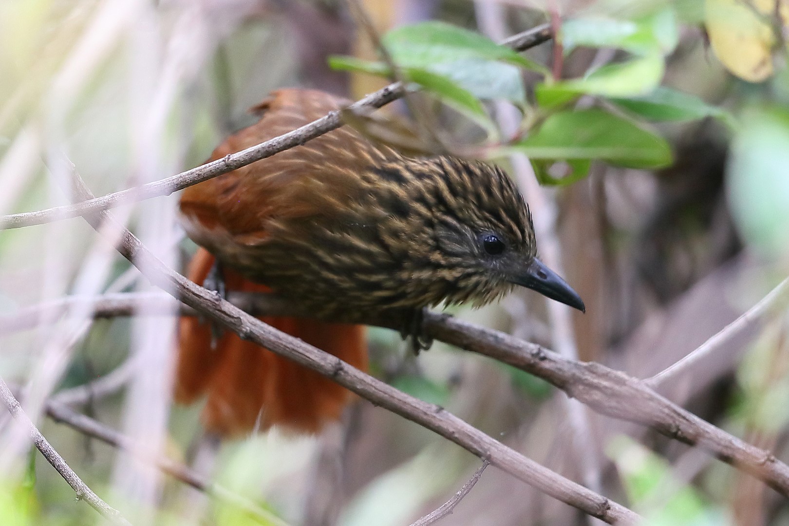 Olivaceous Woodcreeper