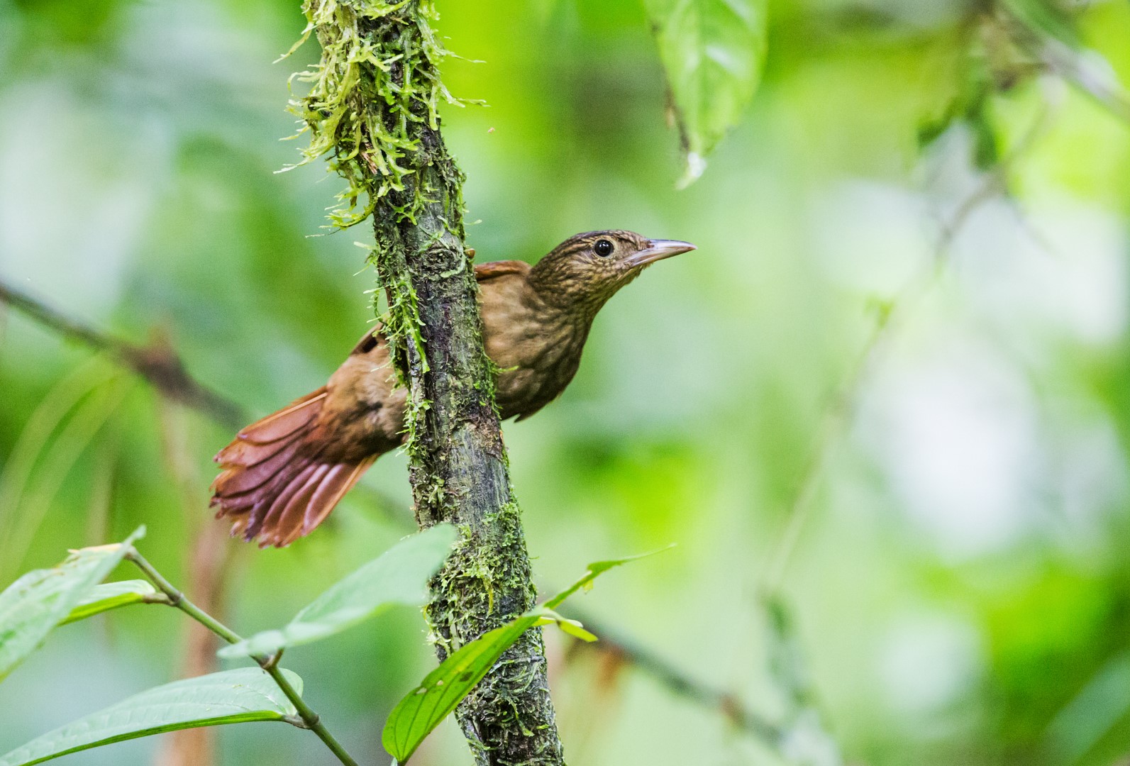 Olivaceous Woodcreeper