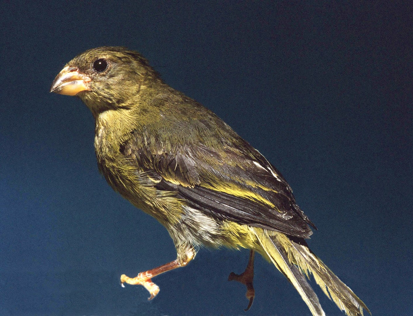 Olive-backed Euphonia