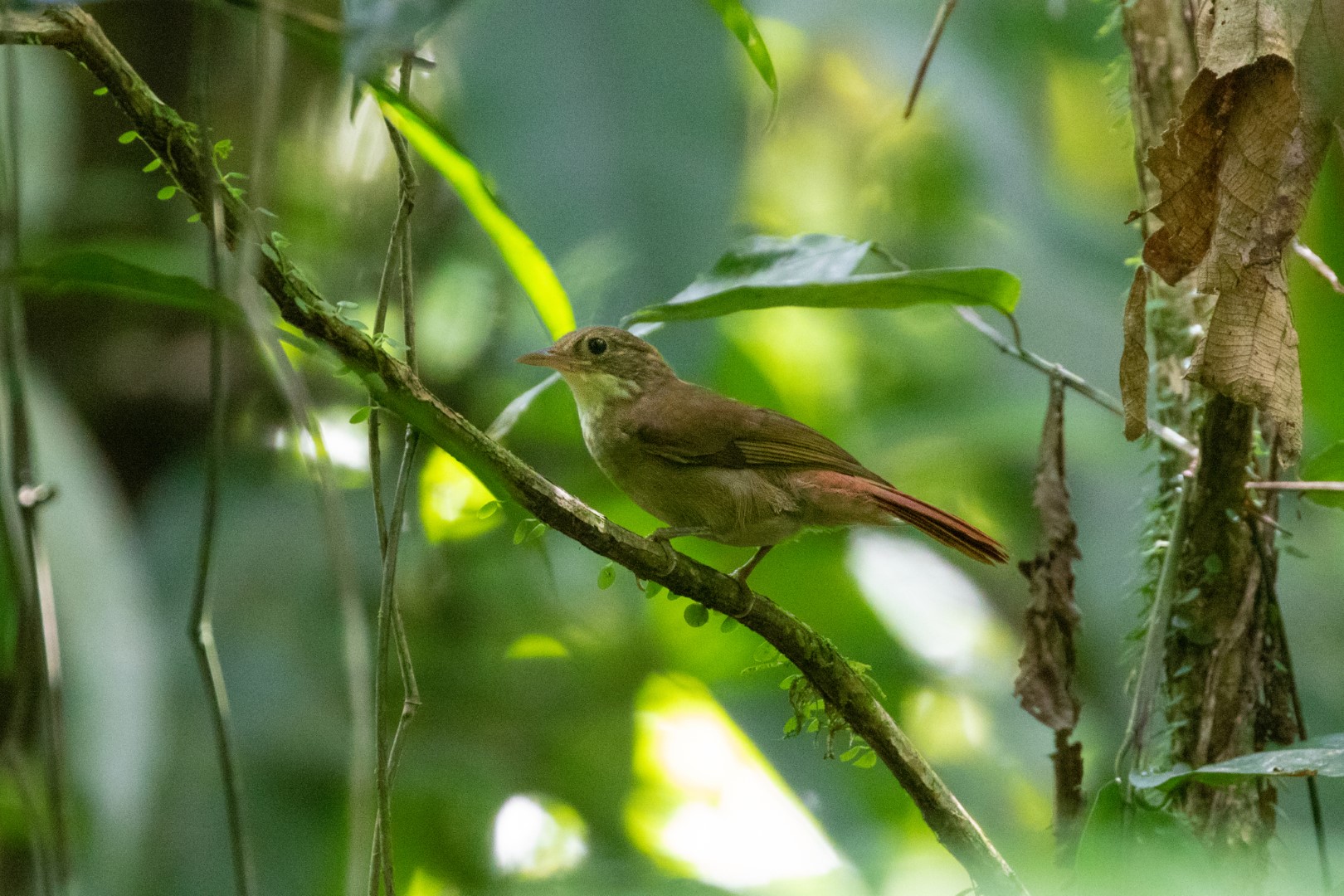 Olive-backed Foliage-gleaner