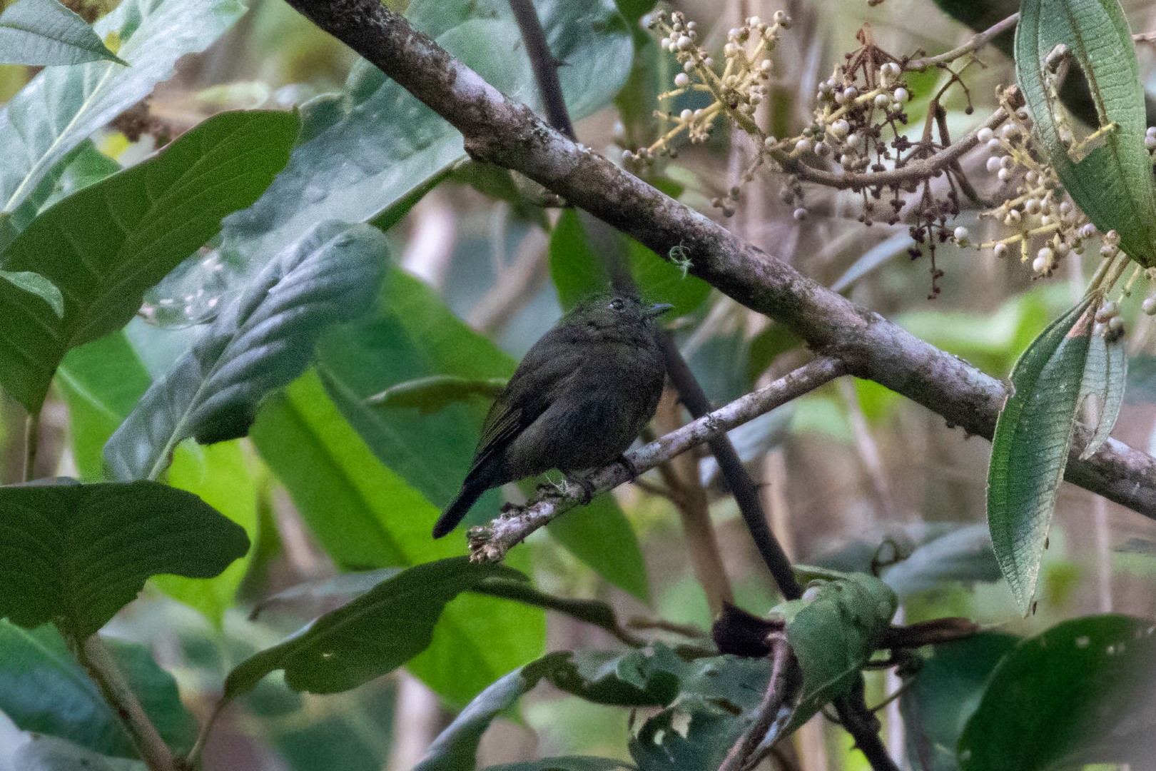 Olive-backed Foliage-gleaner