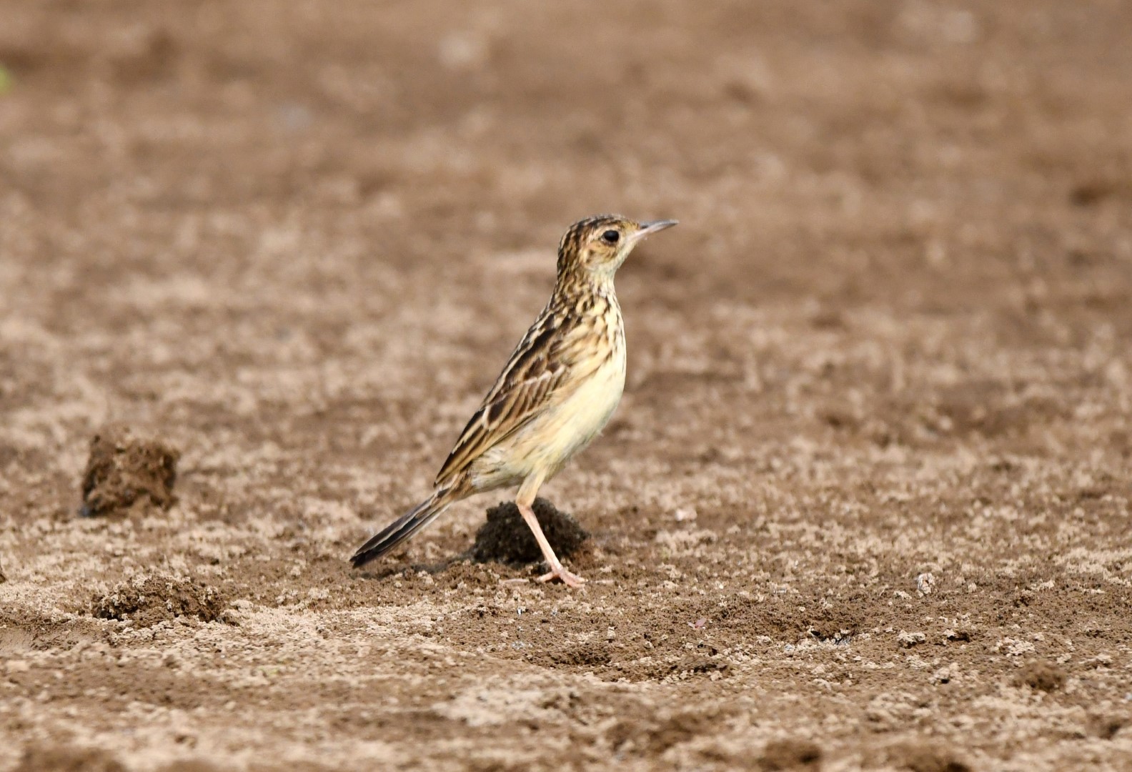 Olive-backed Pipit
