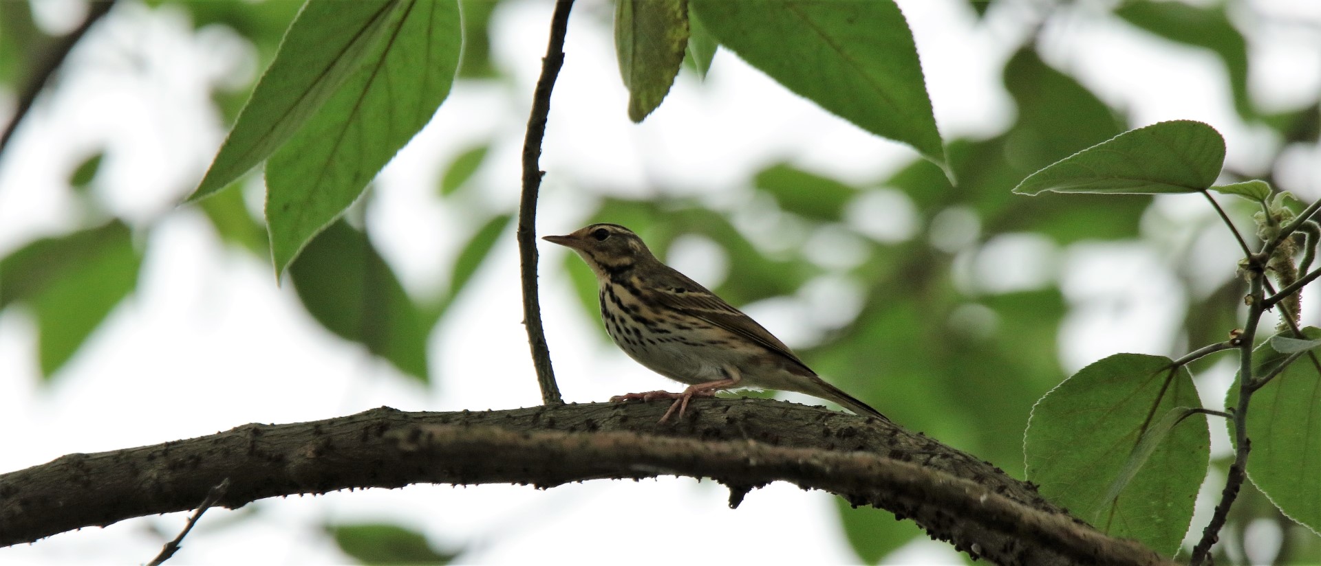 Olive-backed Pipit