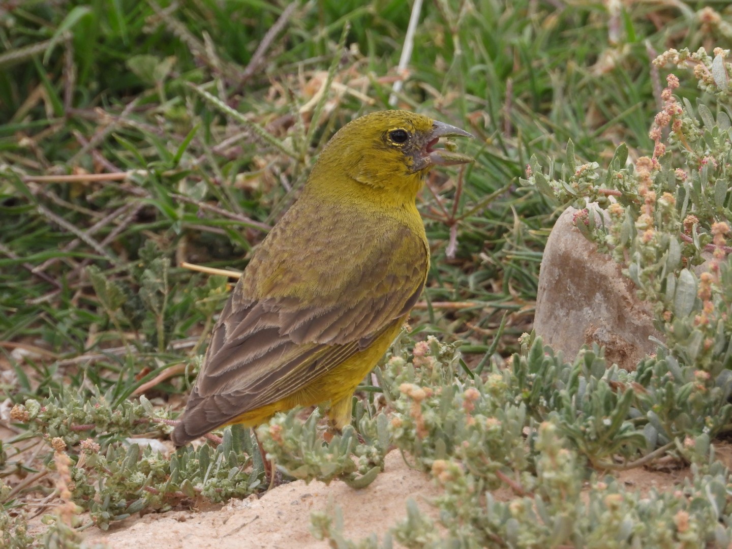 Olive-backed Siskin