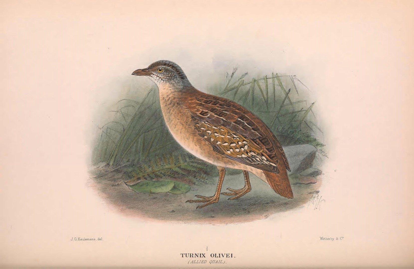 Olive buttonquail