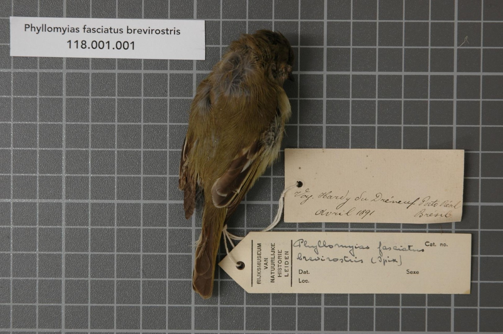 Olive-chested Flycatcher