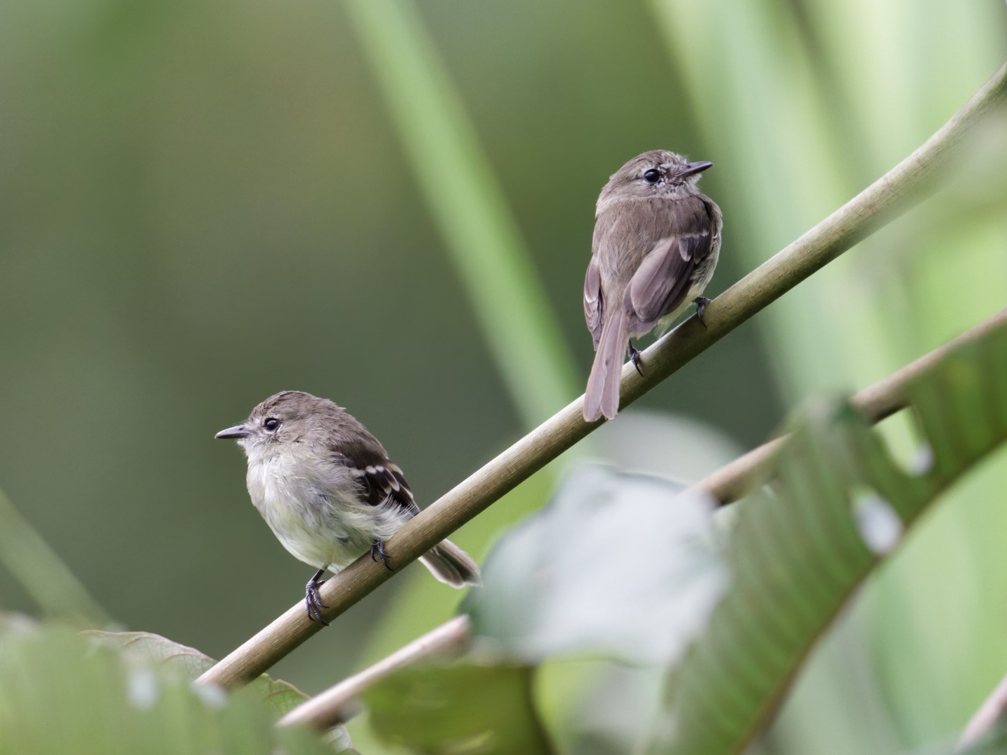 Olive-chested Flycatcher