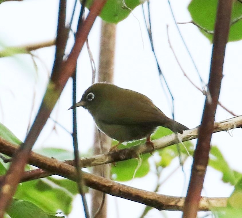 Olive-colored White-eye
