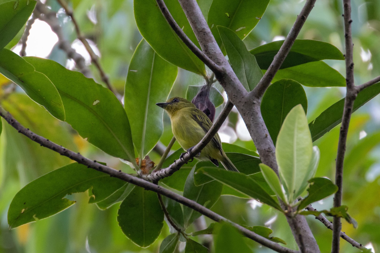 Olive-faced Flatbill
