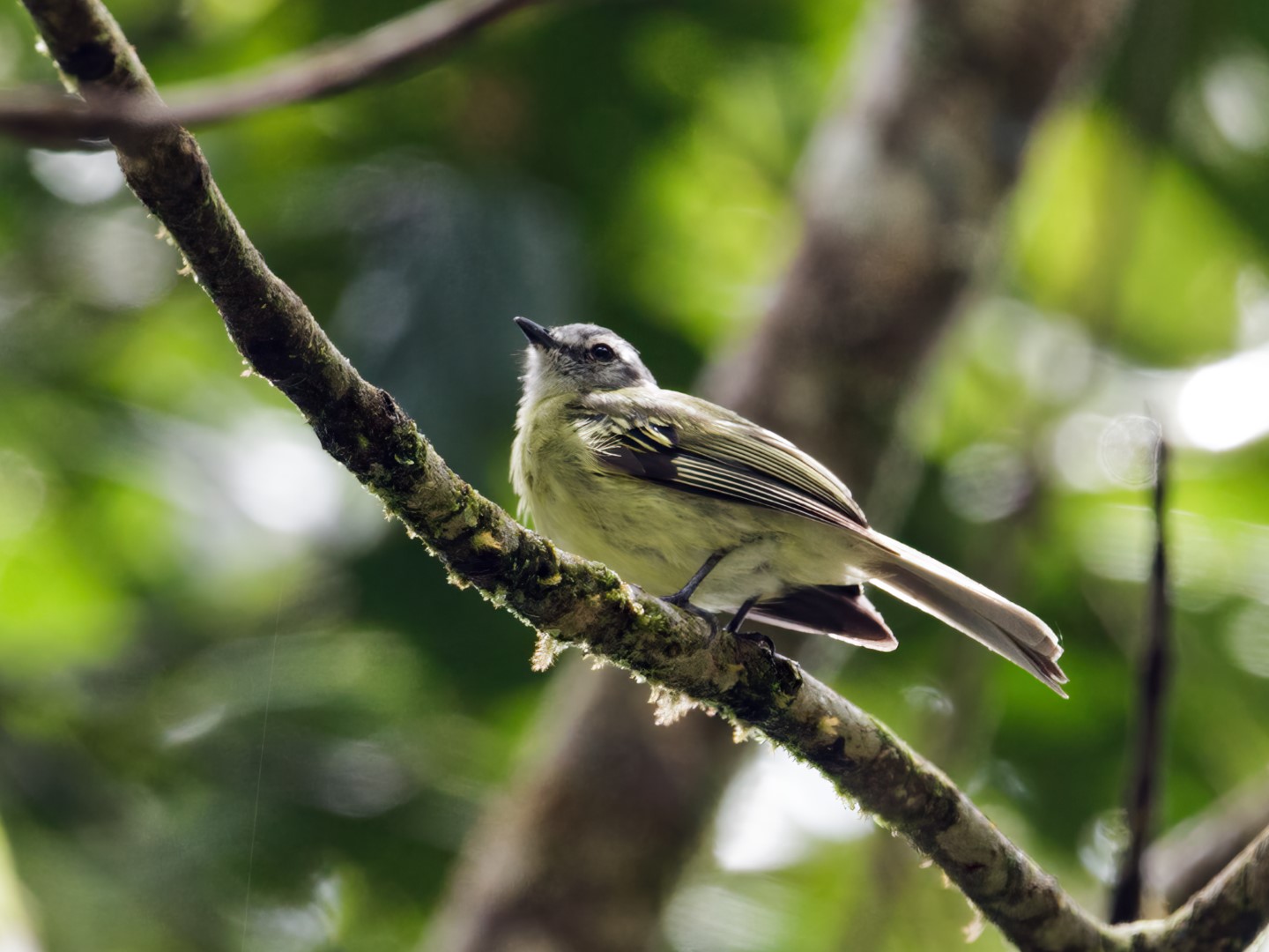 Olive-faced Tody-Flycatcher