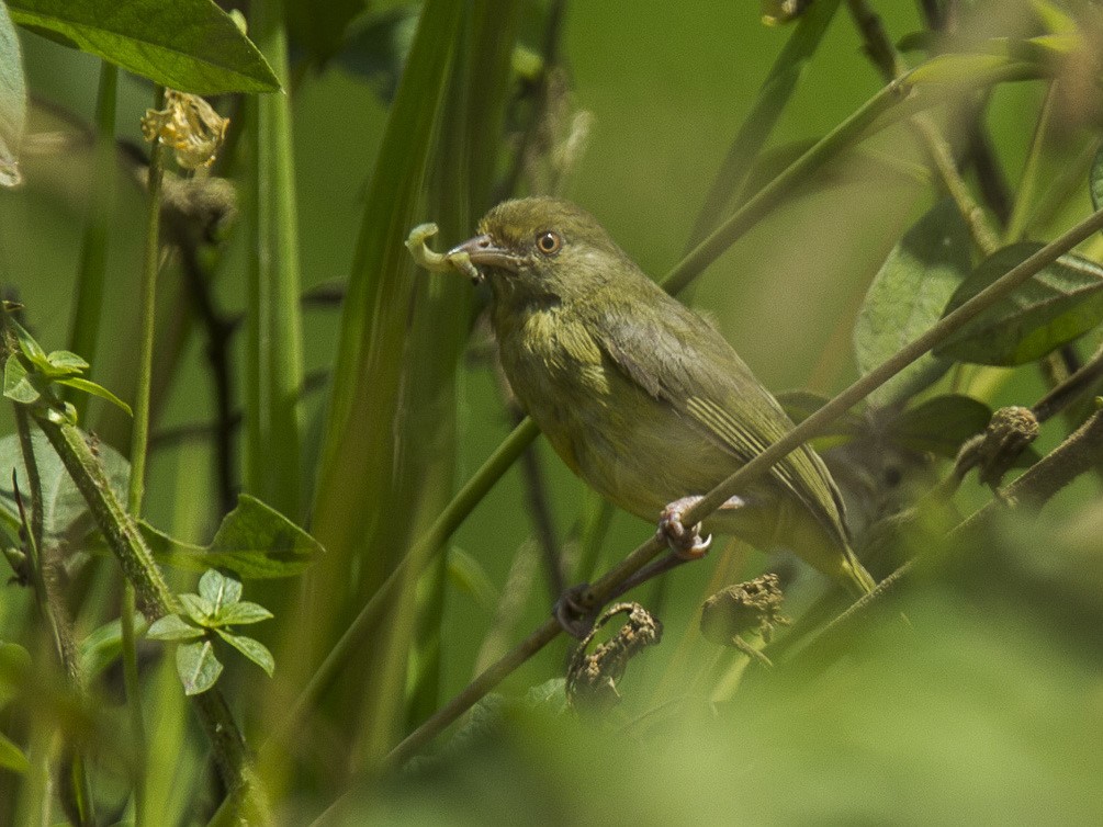 Olive-green Tanager