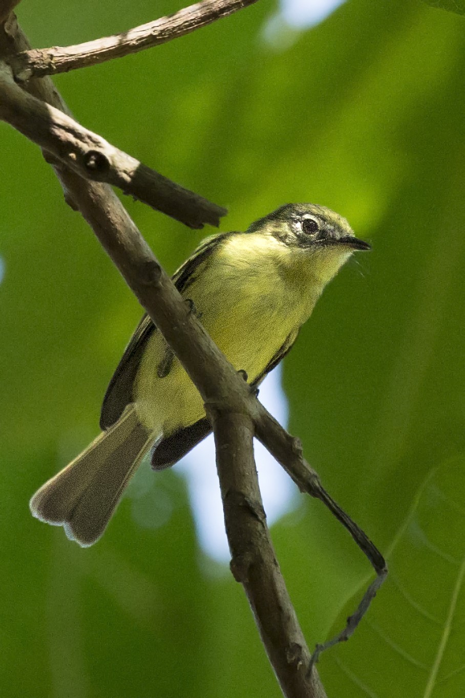 Olive-green Tyrannulet
