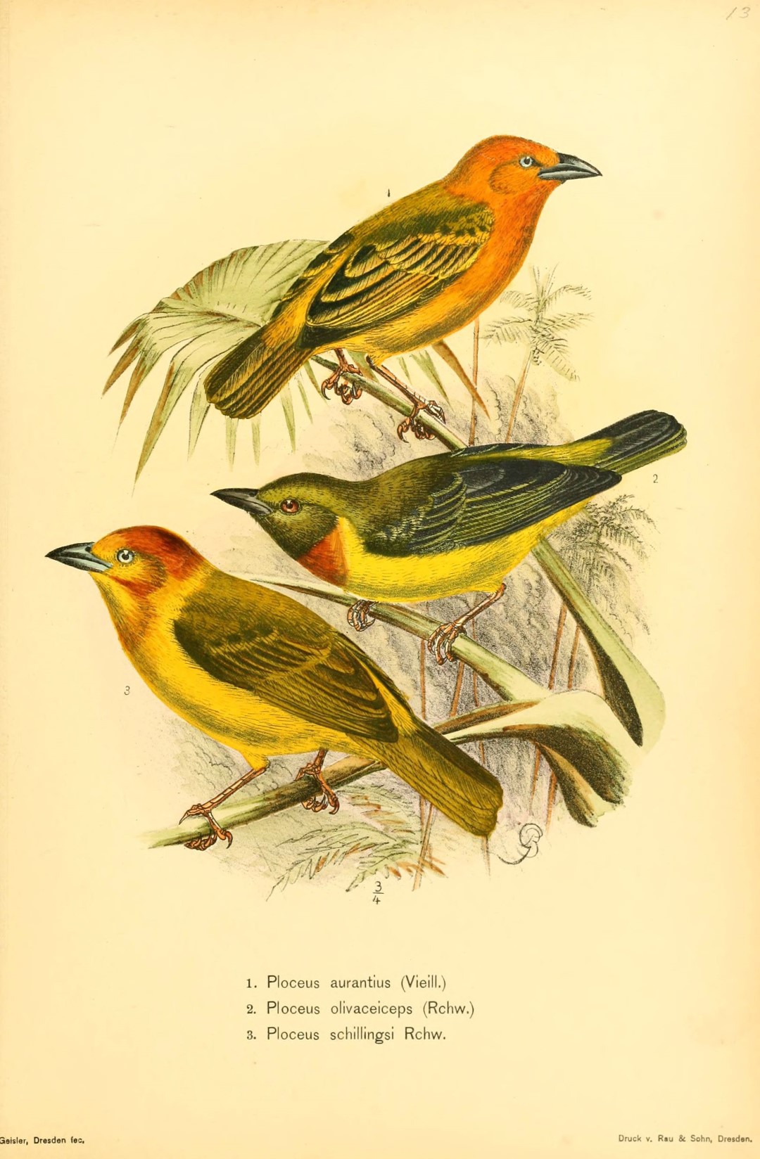 Olive-headed Weaver