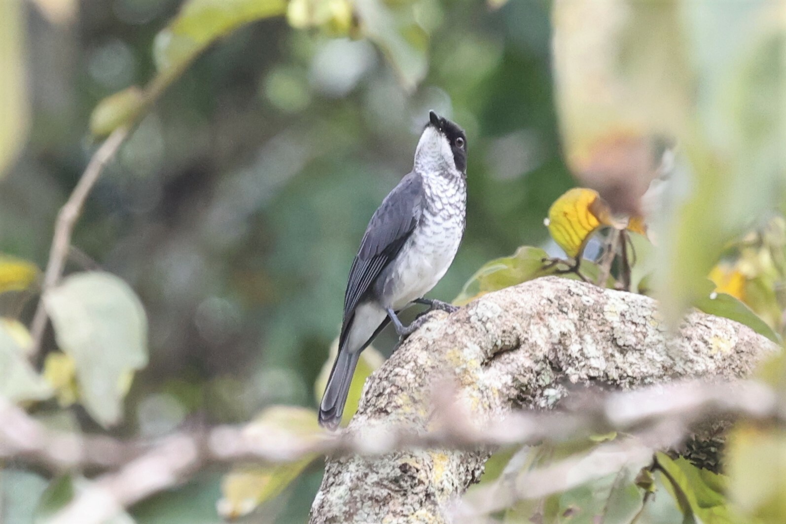 Olive-sided Flycatcher