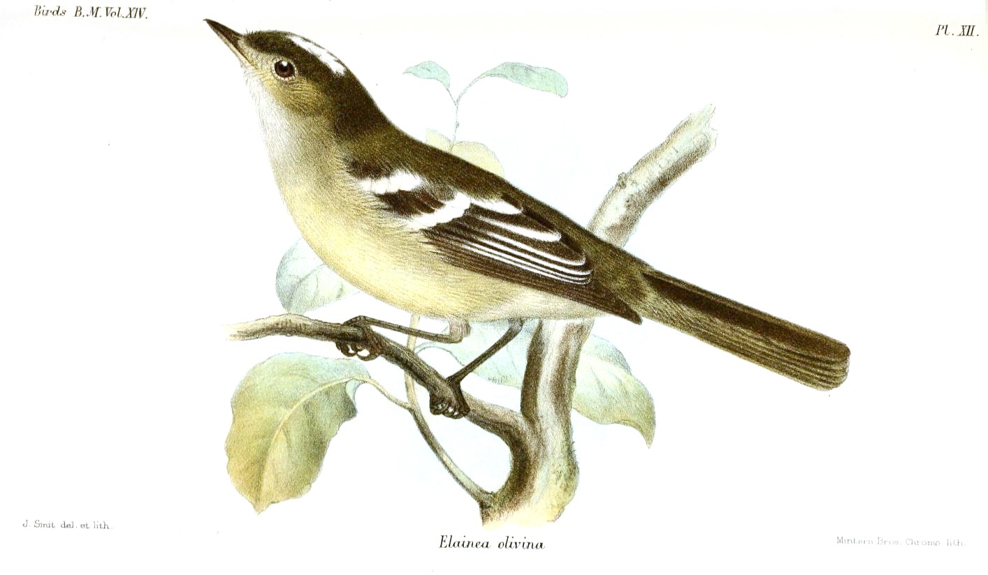 Olive-striped Flycatcher