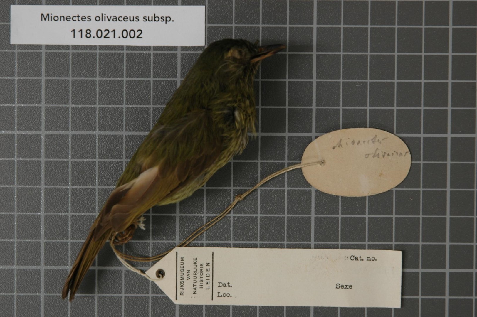 Olive-striped Flycatcher