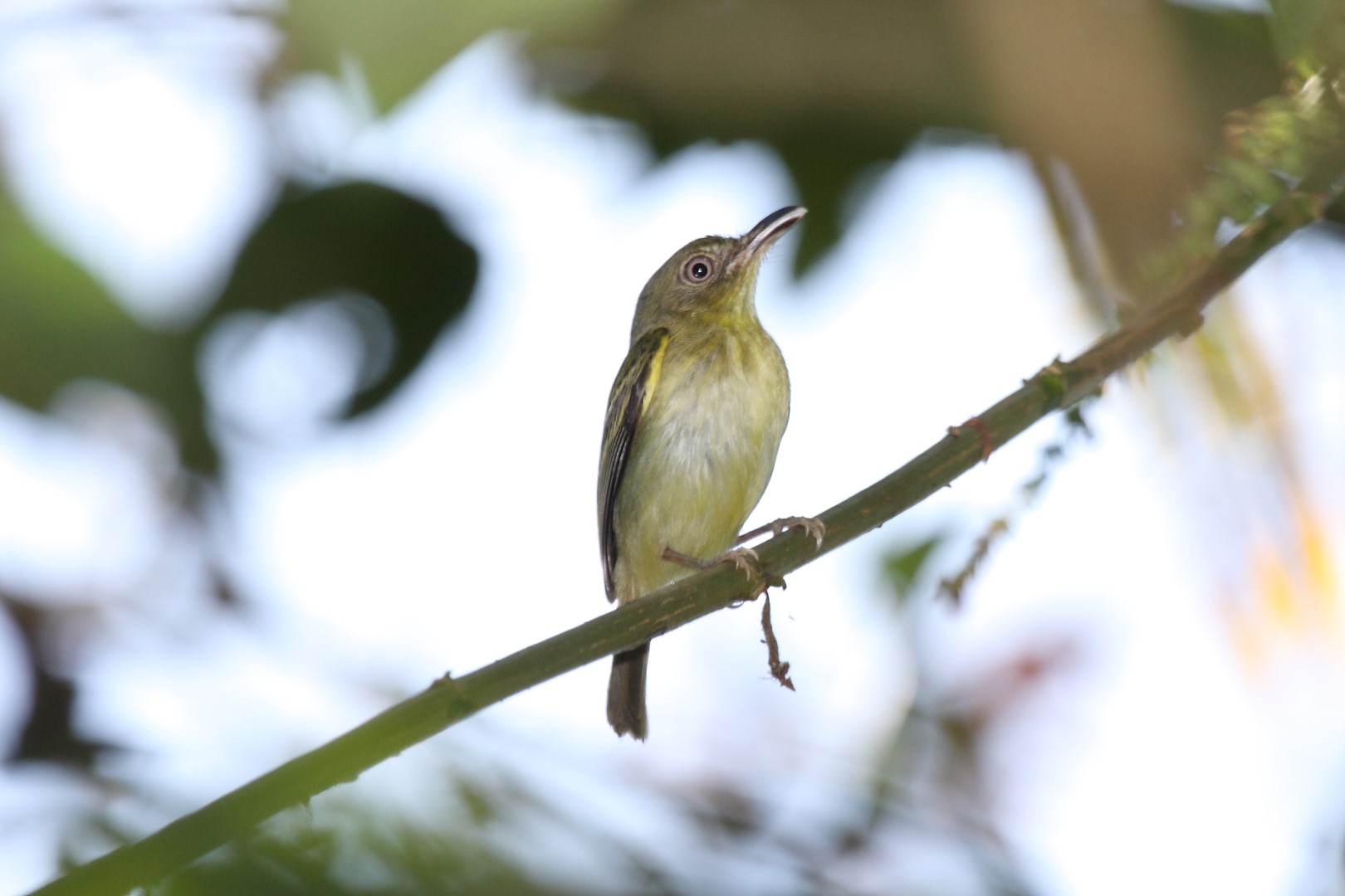 Olive-striped Flycatcher