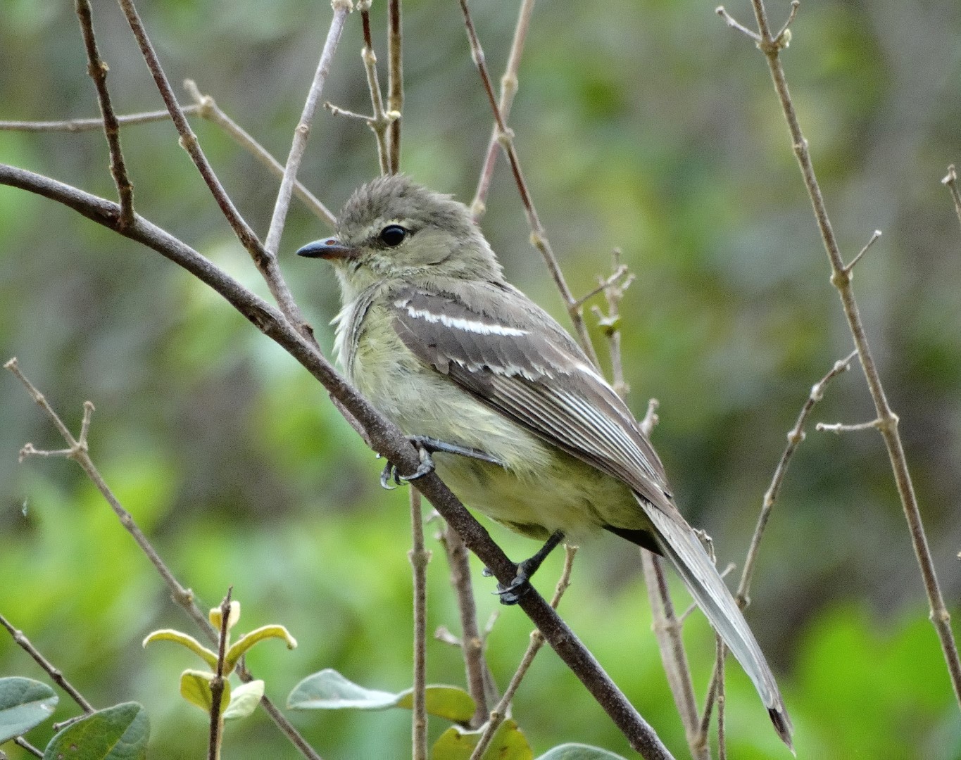 Olive-striped Flycatcher