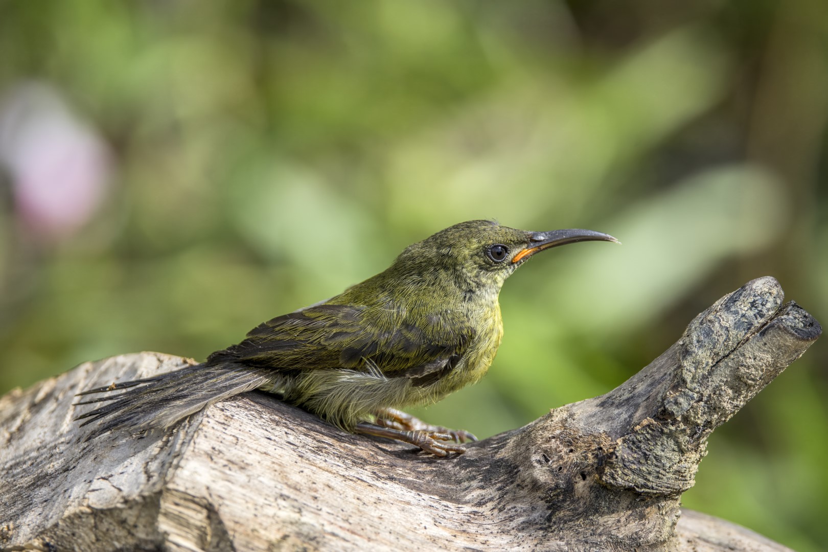 Olive Sunbird