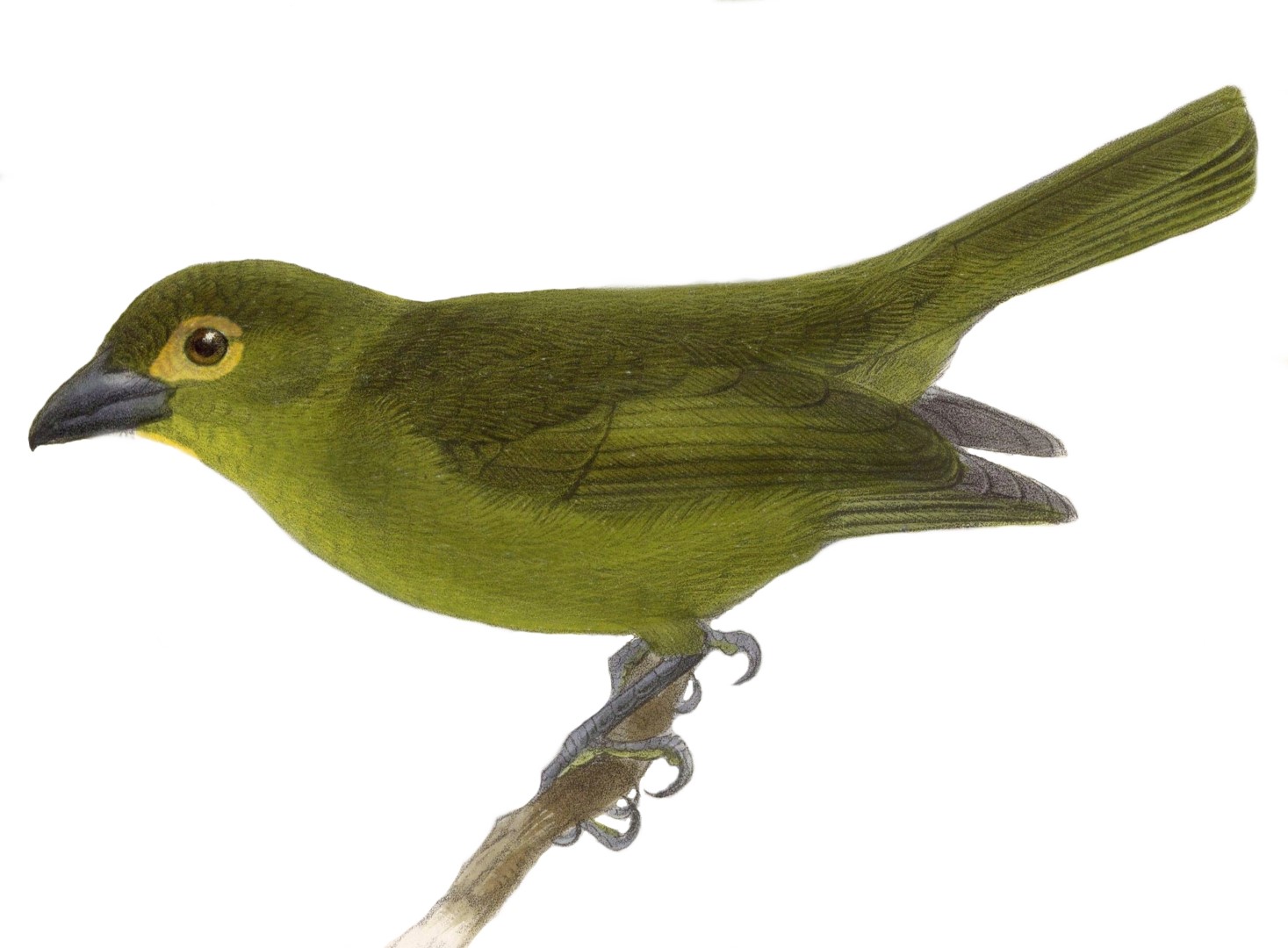 Olive Tanager