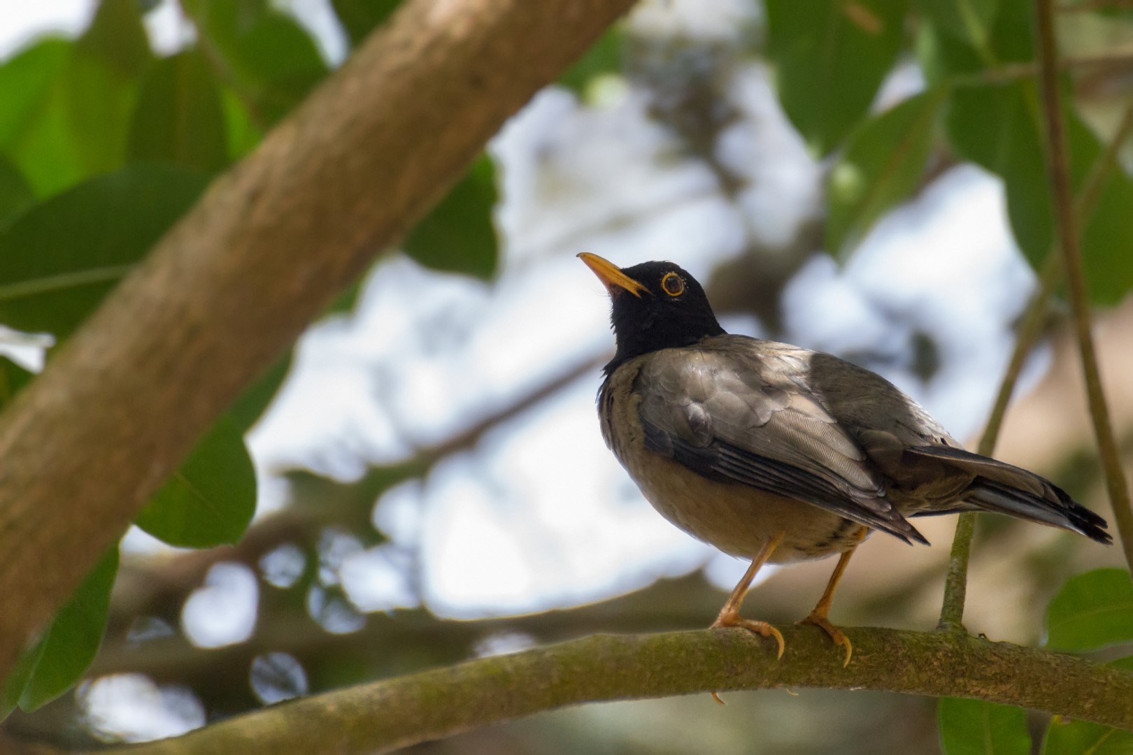 Olive Thrush
