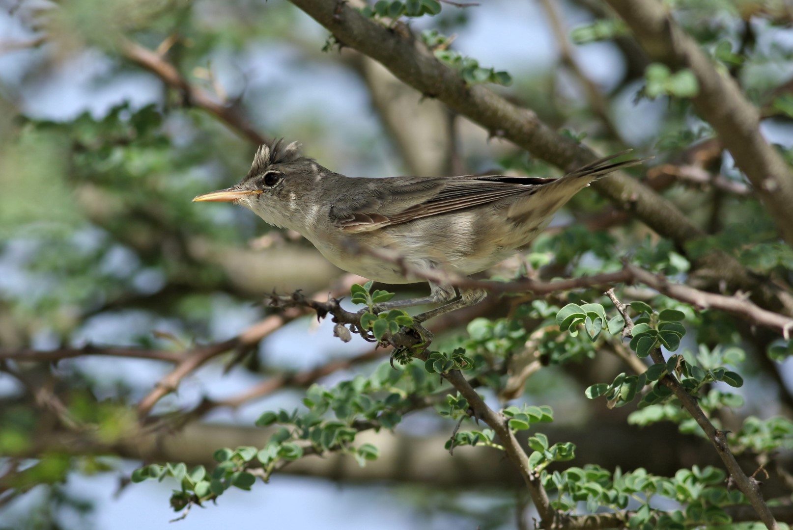 Olive-tree Warbler