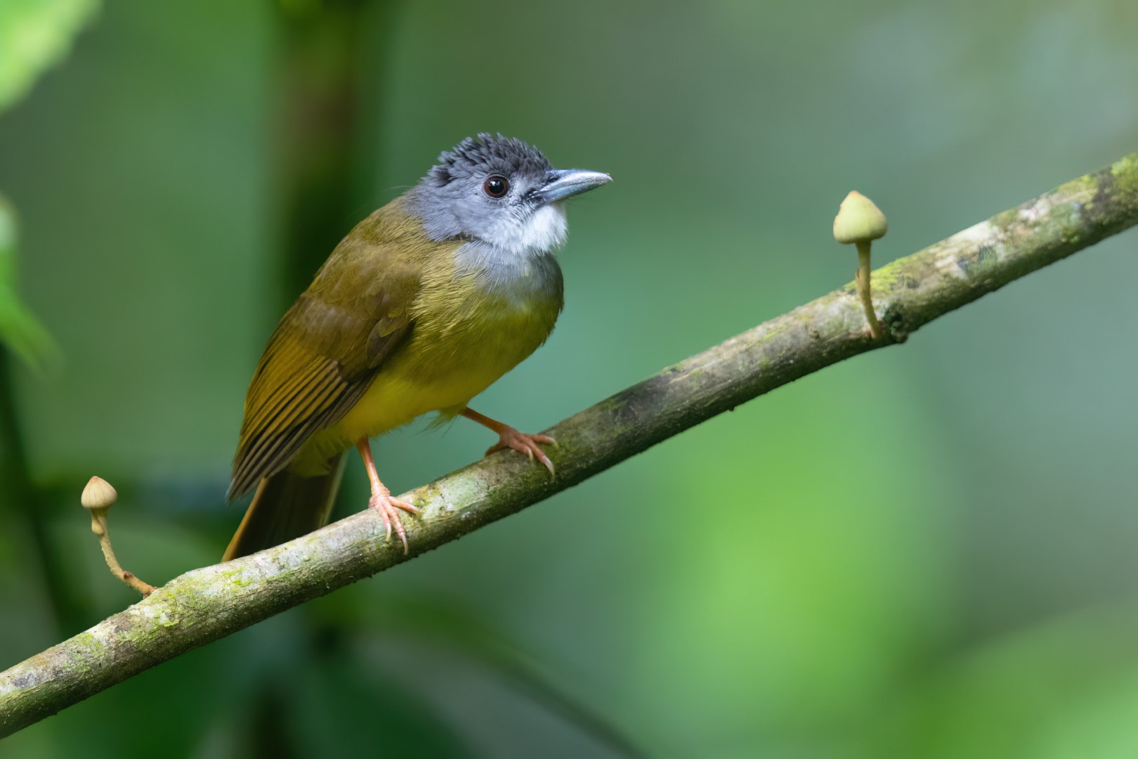 Olive-winged Bulbul