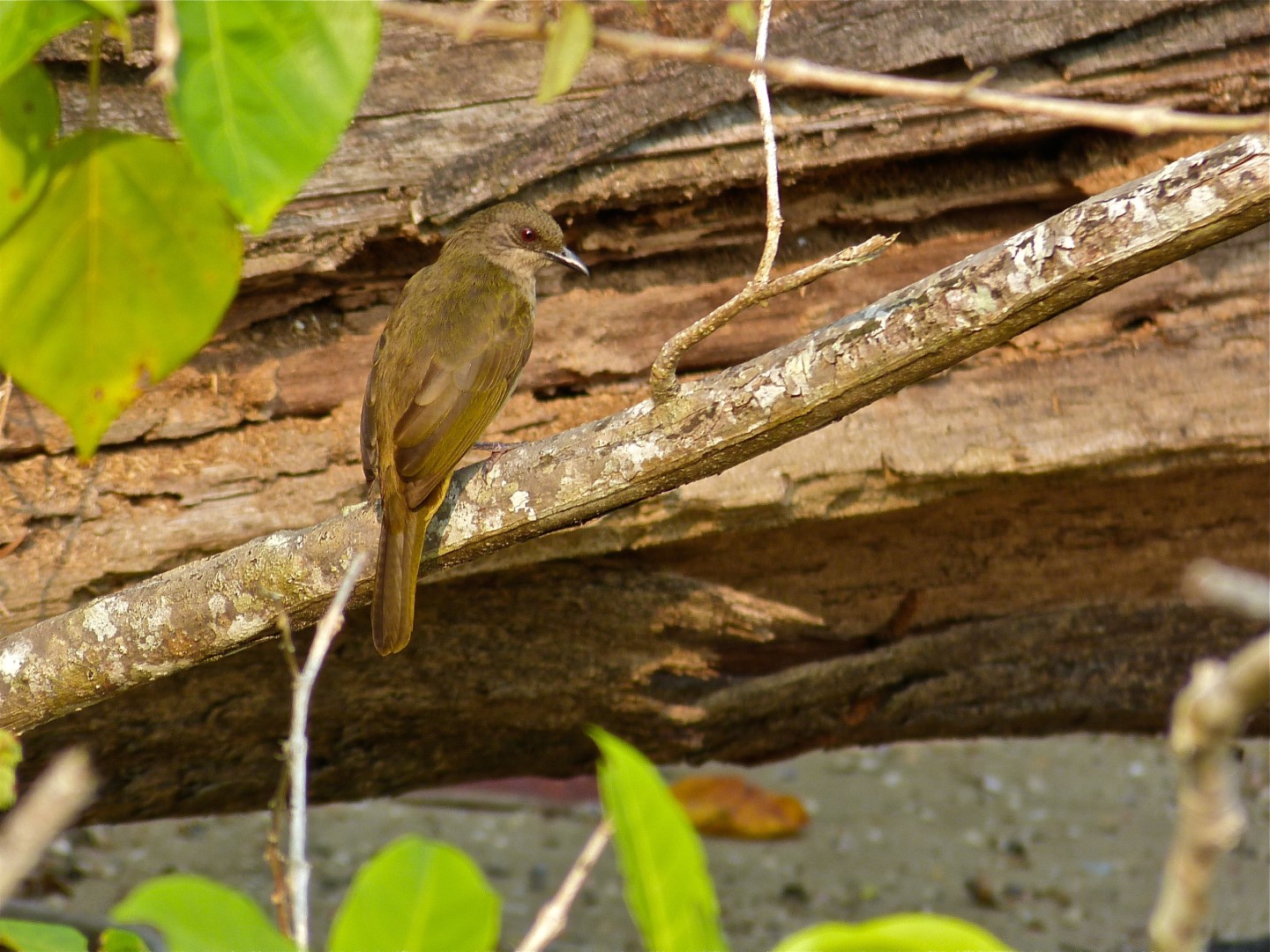 Olive-winged Bulbul