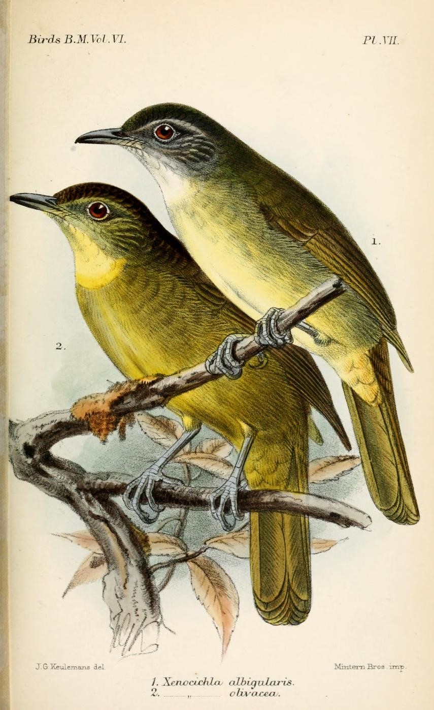 Olive-winged Bulbul