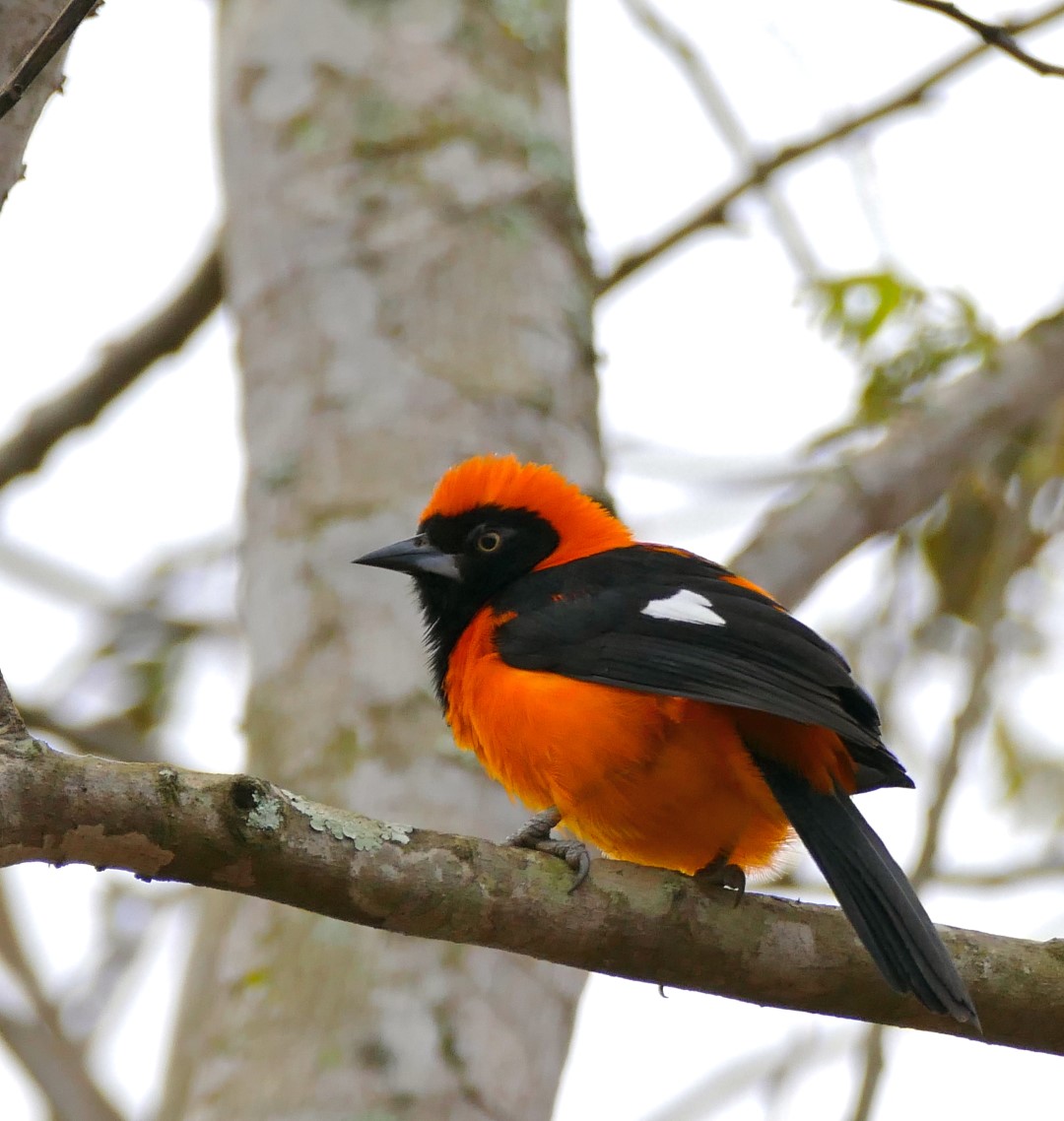 Orange-backed Troupial