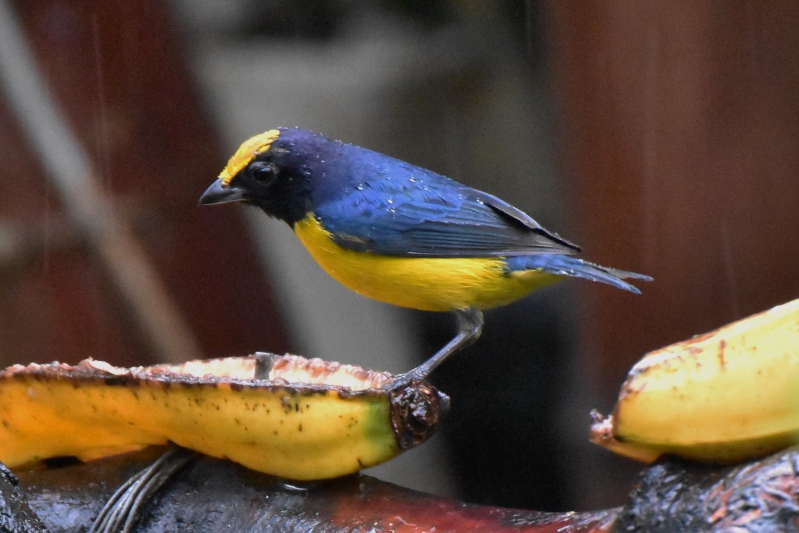 Orange-bellied Euphonia