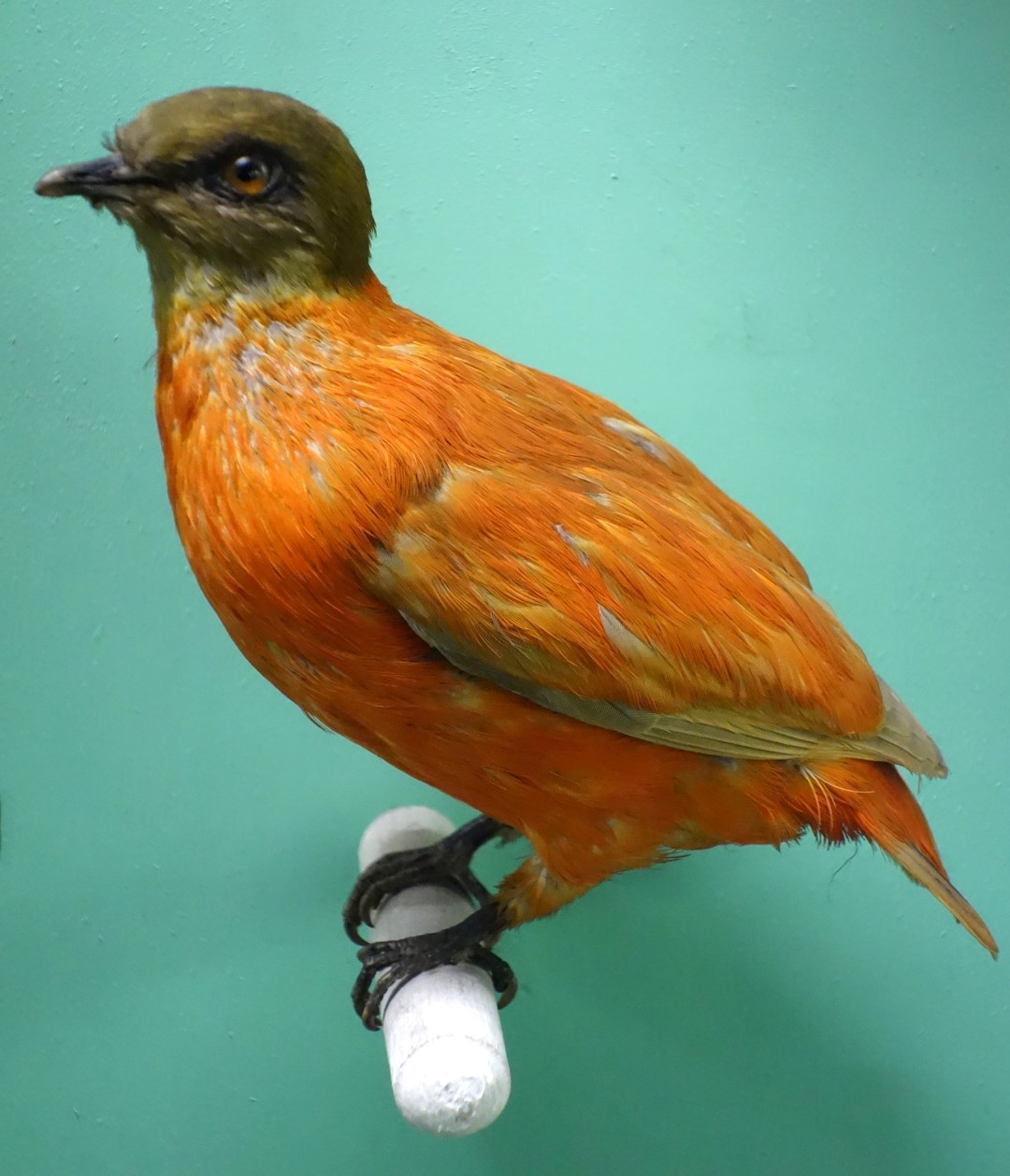 Orange-bellied Fruit Dove