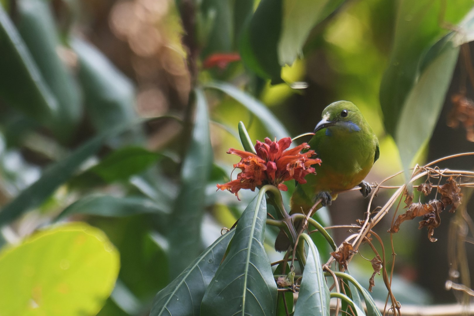 Orange-bellied Leafbird