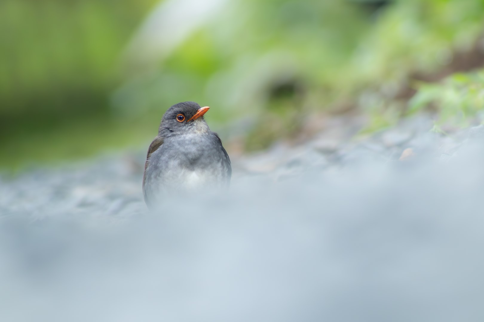 Orange-billed Nightingale-Thrush
