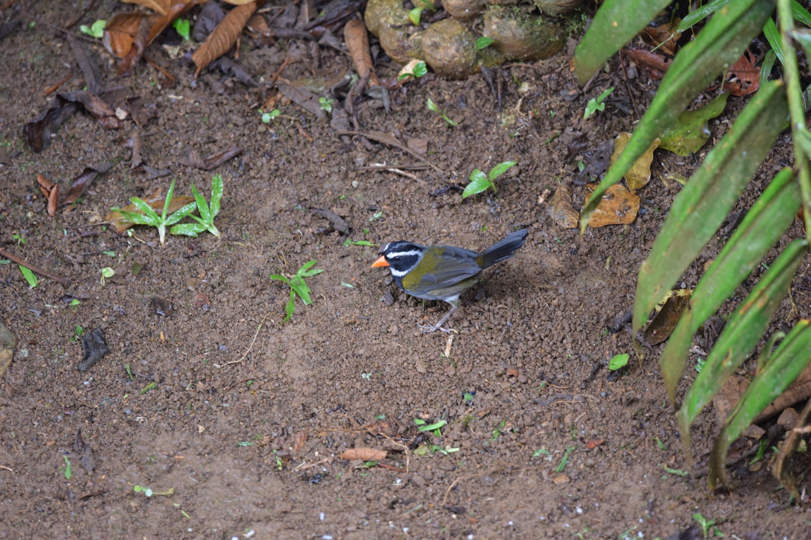 Orange-billed Sparrow
