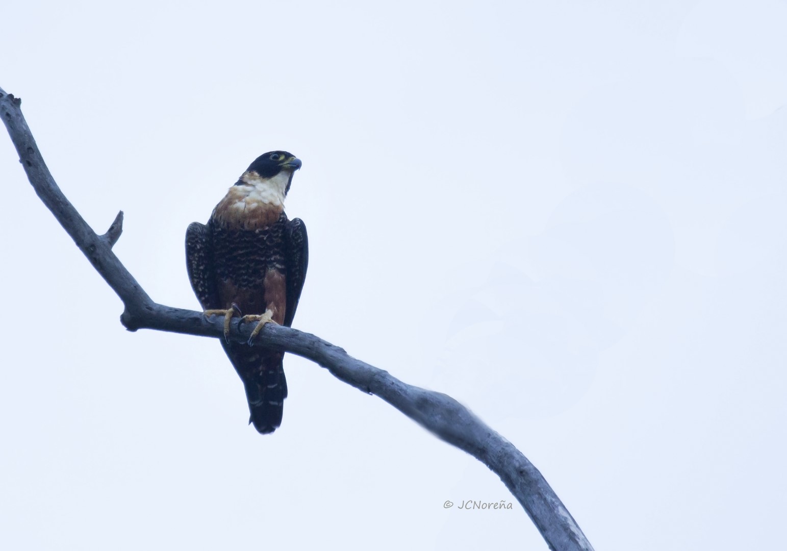 Orange-breasted Falcon