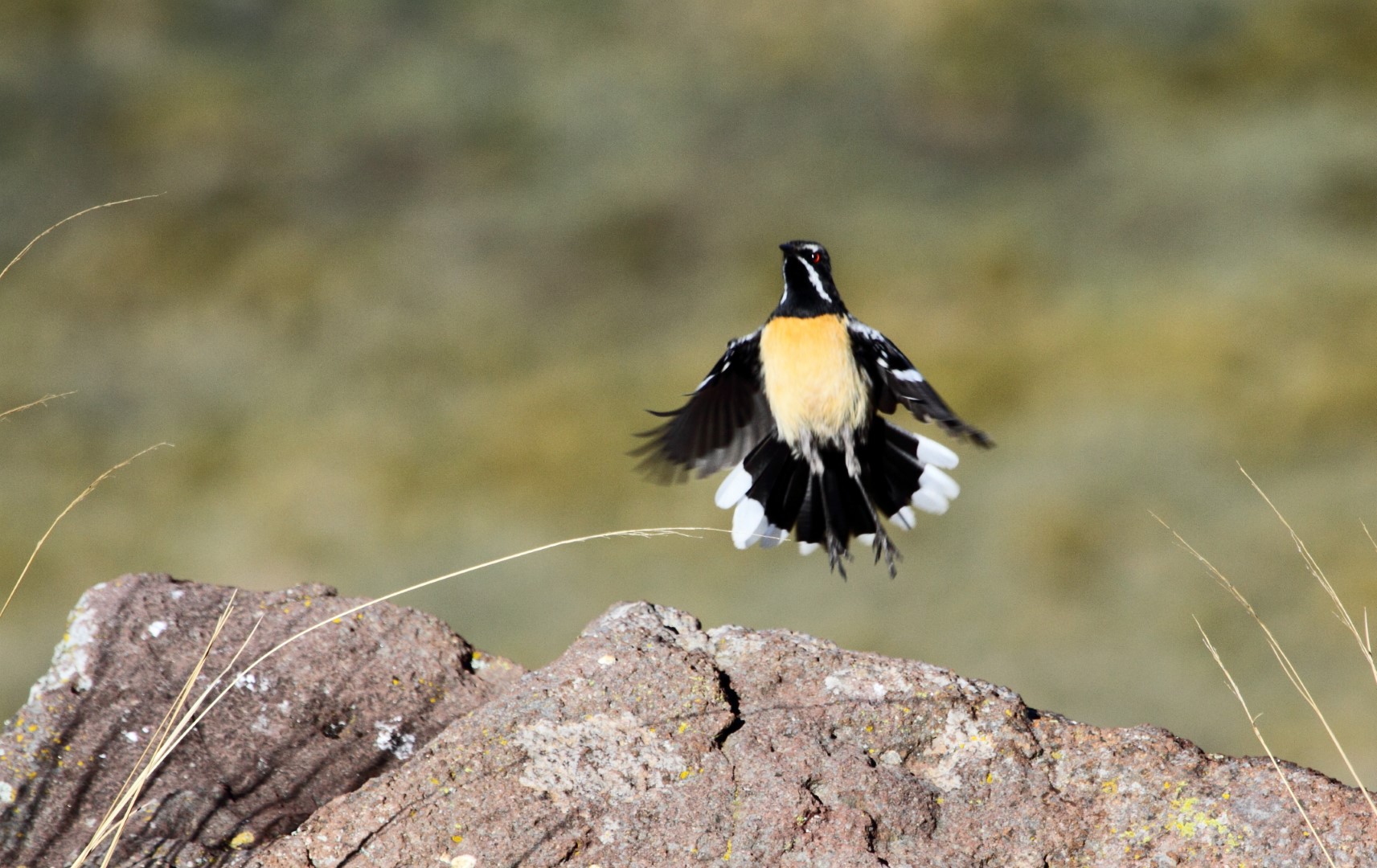 Orange-breasted Rockjumper