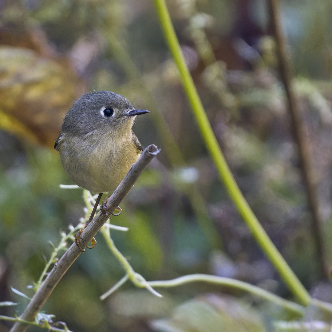Orange-breasted Sunbird