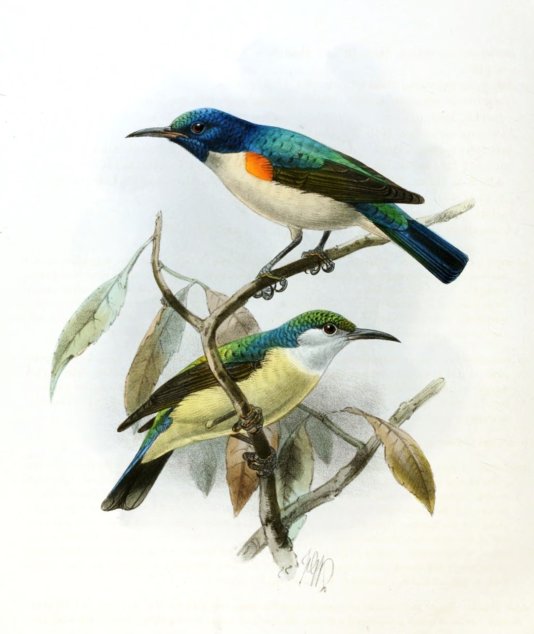 Orange-breasted Sunbird