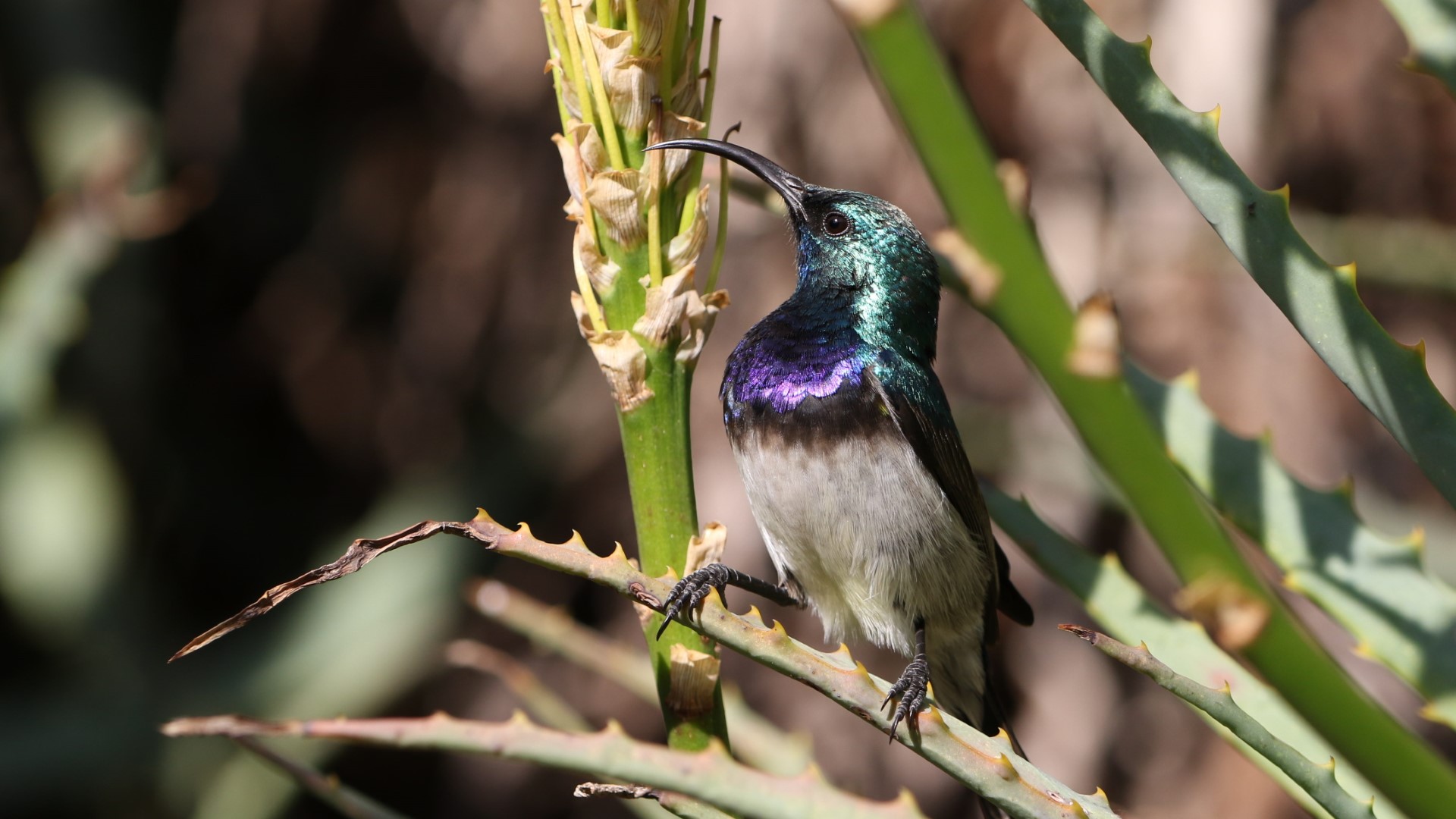 Orange-breasted Sunbird