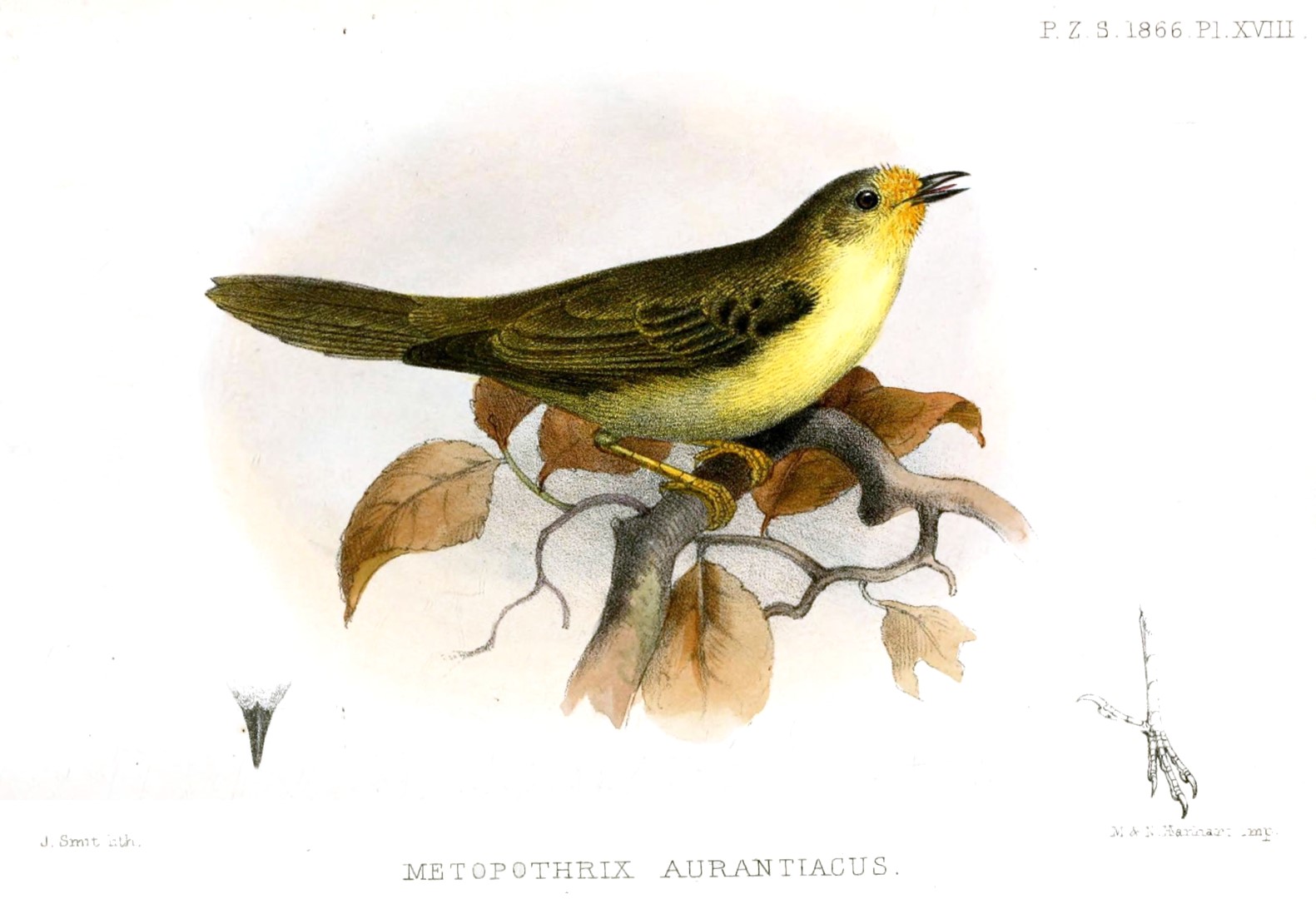 Orange-breasted Sunbird