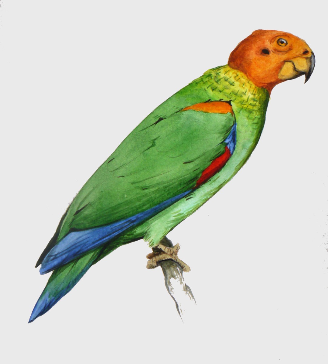 Orange-cheeked Parrot