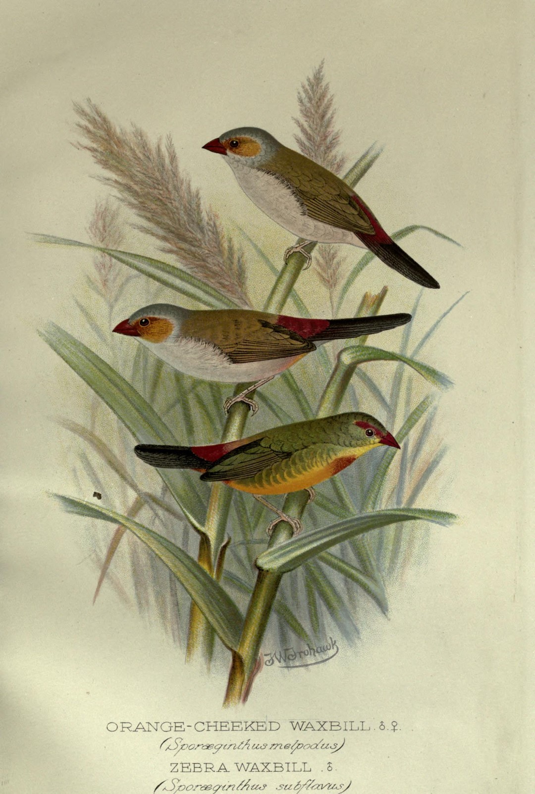 Orange-cheeked Waxbill