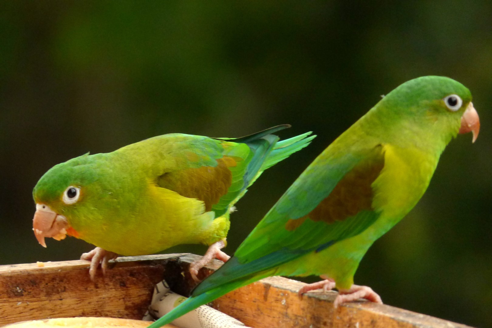 Orange-chinned parakeet