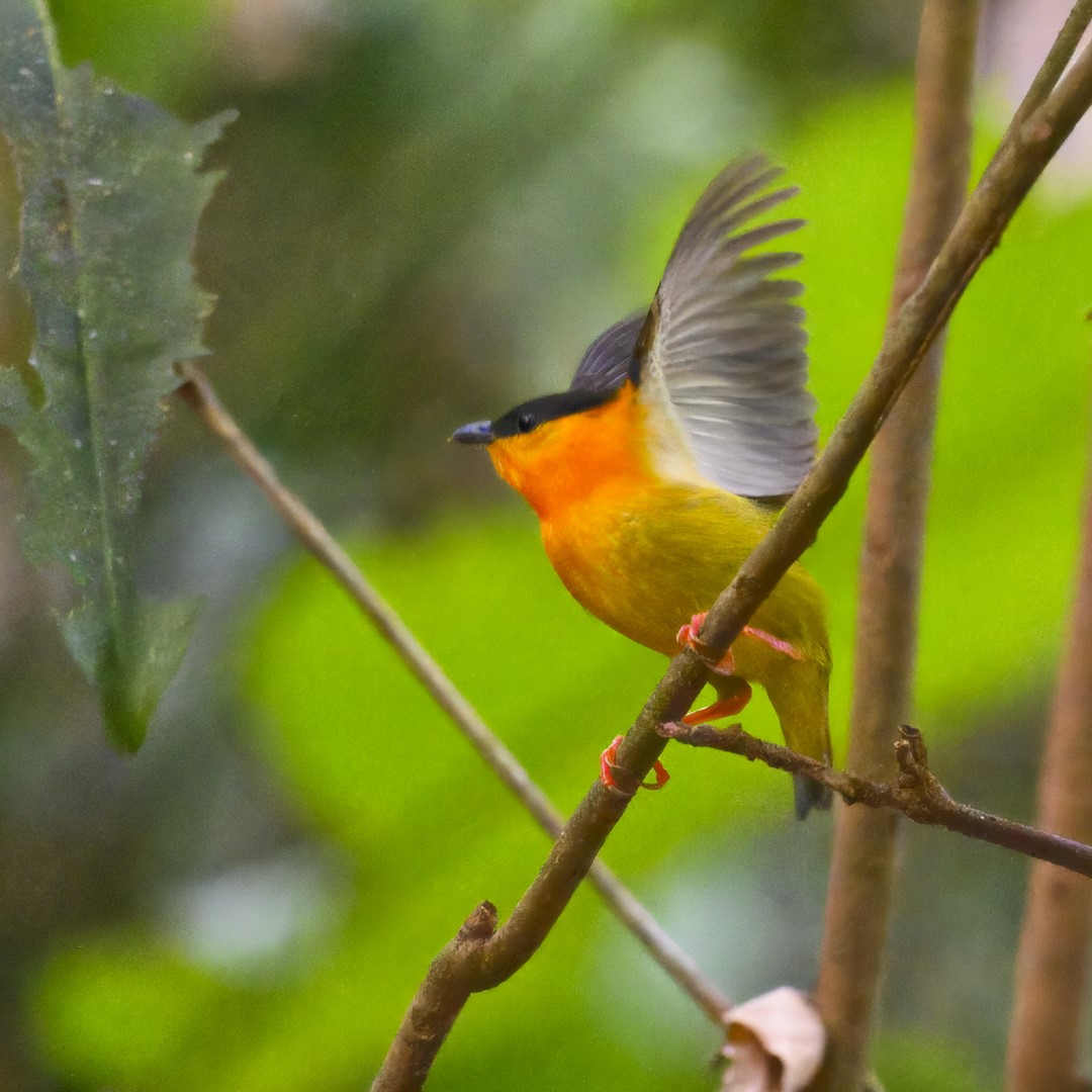 Orange-collared Manakin