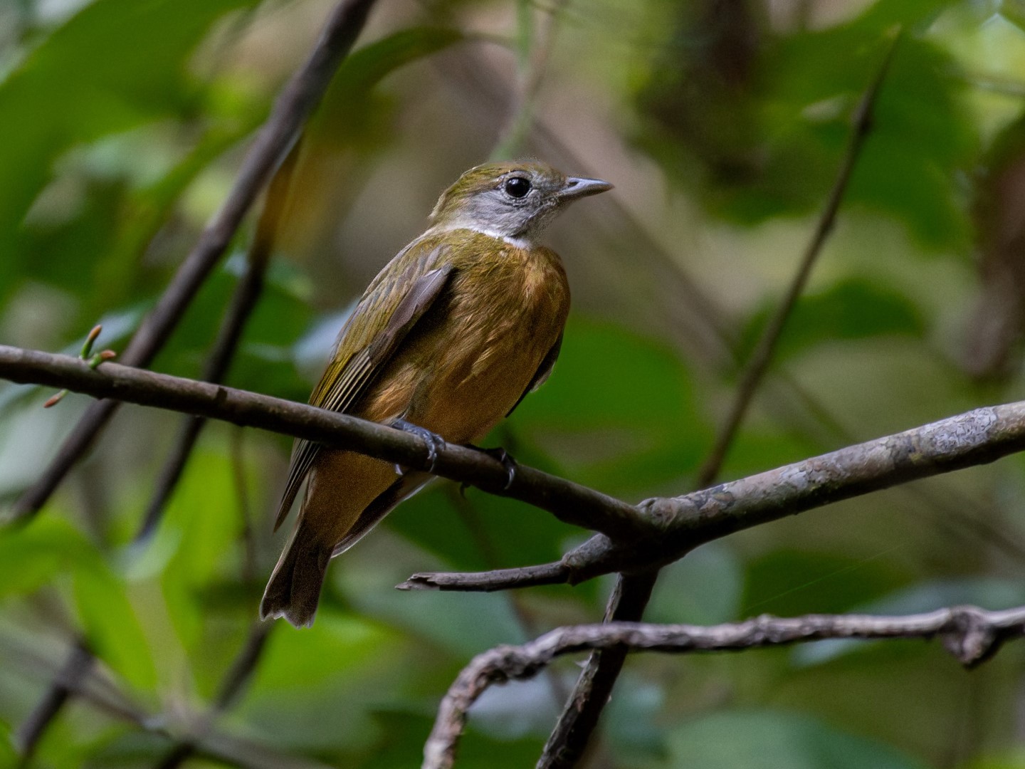 Orange-crested Manakin
