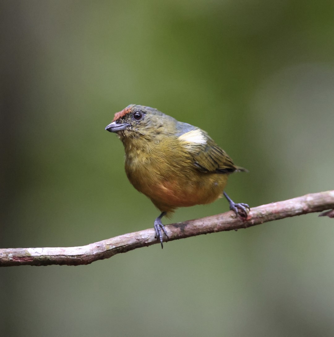 Orange-crowned Euphonia