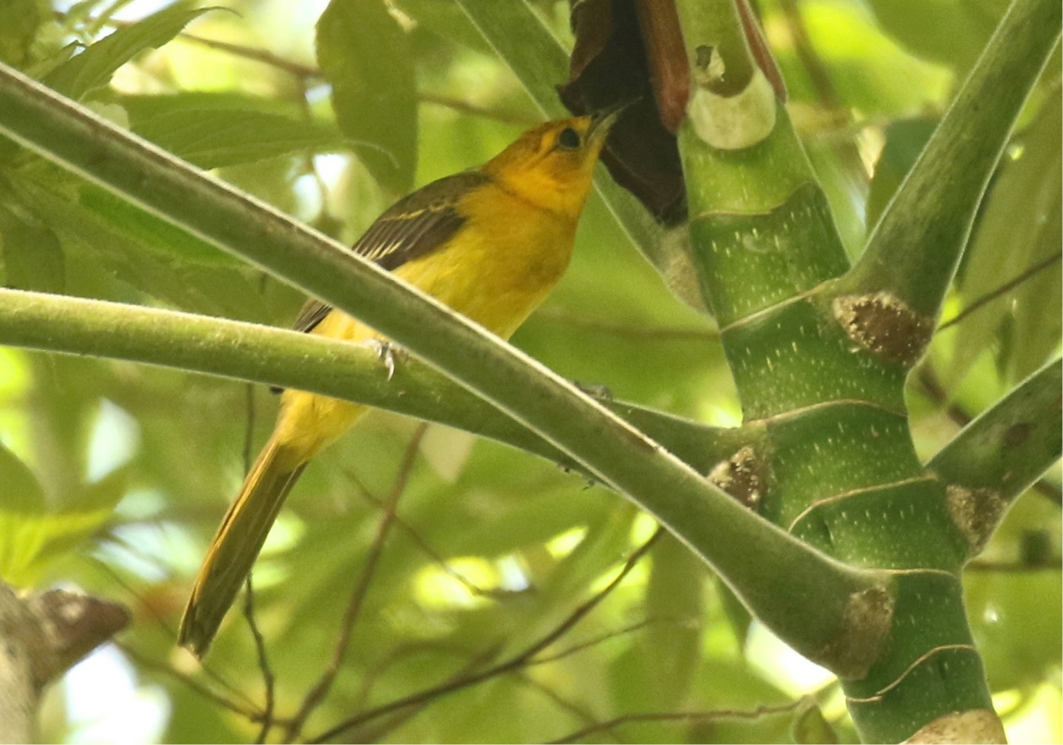 Orange-crowned Oriole